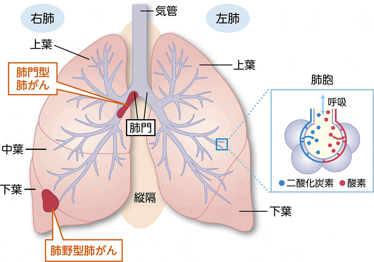 肺の構造と役割