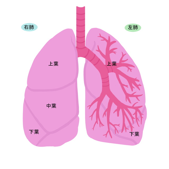 肺がんの経過と転移