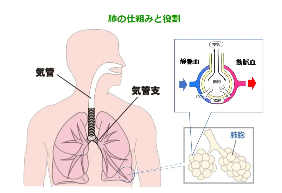肺の仕組みと役割