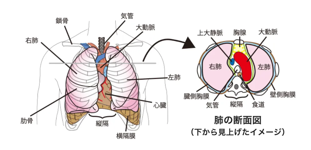 肺の断面図
