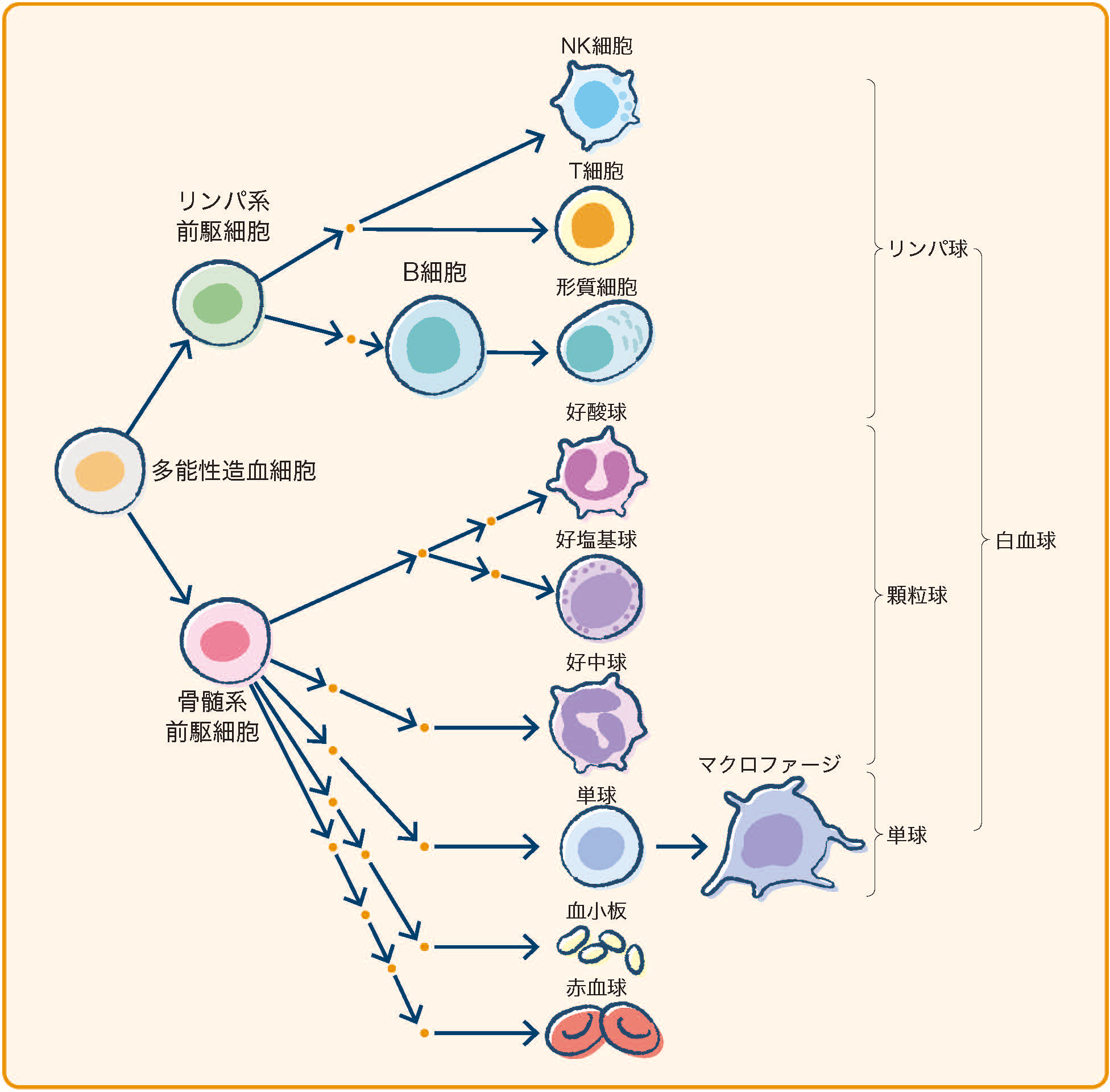 血液細胞とは