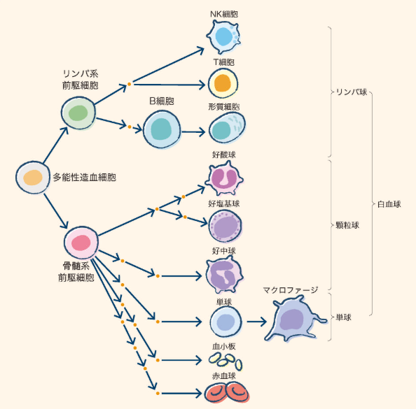 骨髄性とリンパ性の違い