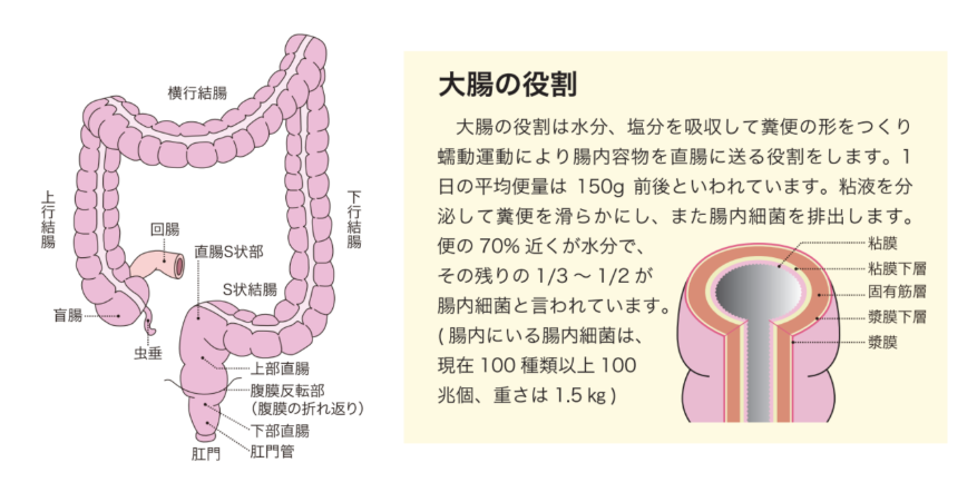 S状結腸とは