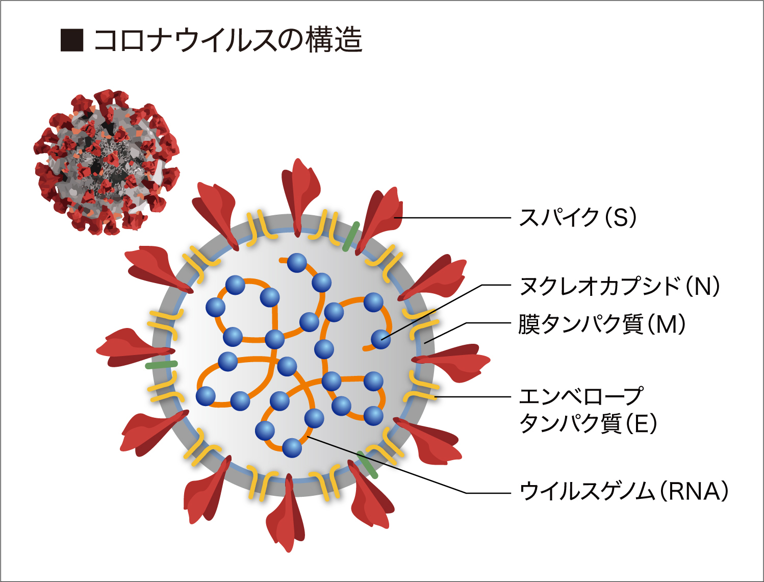 コロナウイルスの構造図