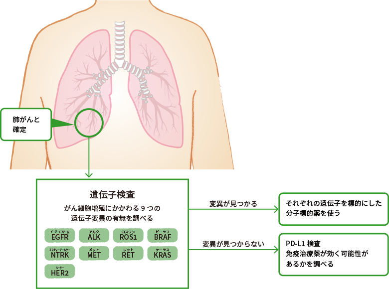 ② 分子標的薬