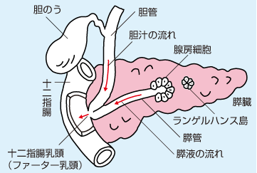 すい臓の機能とは