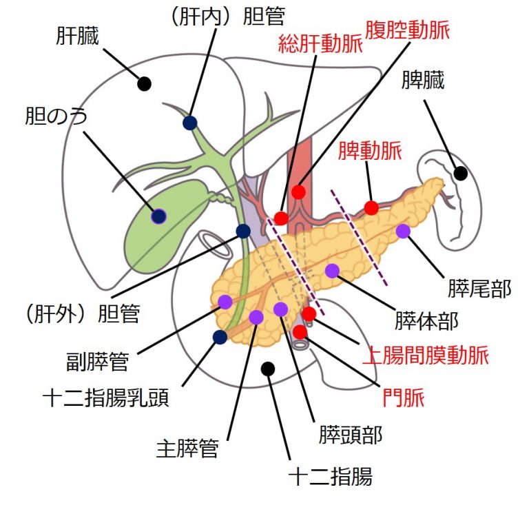 すい臓の解剖学的位置