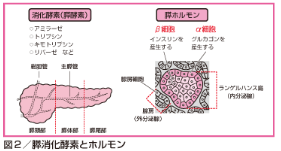 すい臓の2つの機能は食事と密接につながっている