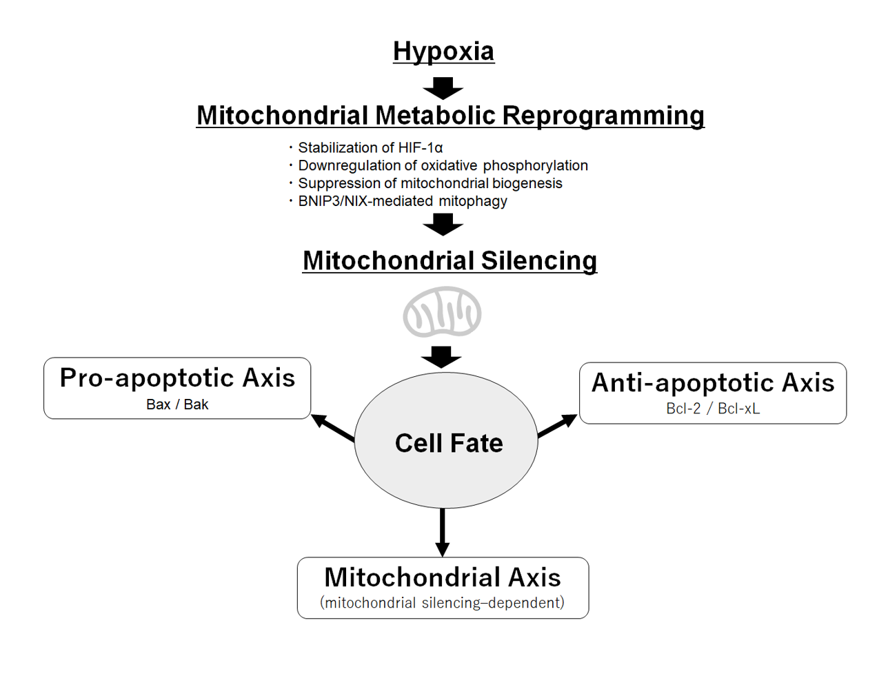 低酸素→ミトコンドリア機能抑制の概念図