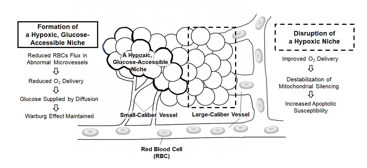 異常な血管新生による低酸素ニッチの形成と、腫瘍進行におけるその役割