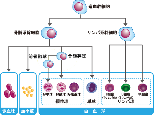 血球ができる仕組み（造血のメカニズム）