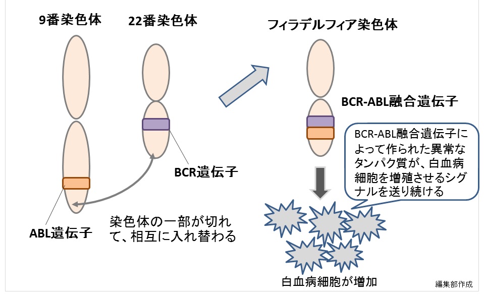 フィラデルフィア染色体・BCR-ABL1融合遺伝子