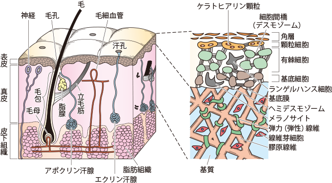 表皮・真皮・皮下組織｜皮膚の構造と機能①
